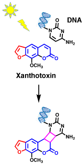 Xanthonin-DNA