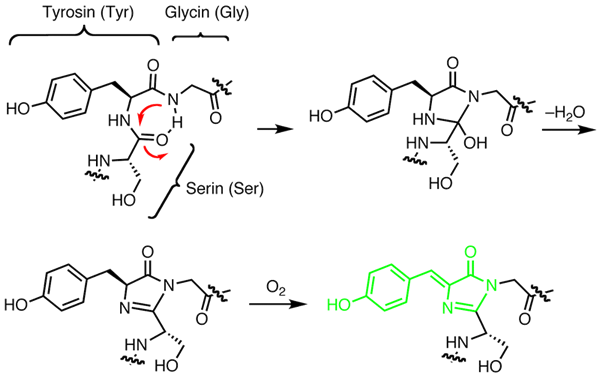 Chromophor GFP