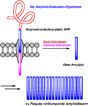 Amyloidhypothese