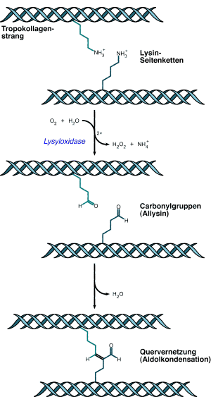 Collagen Vernetzung