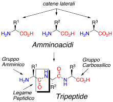 Aminosäuren und Peptide