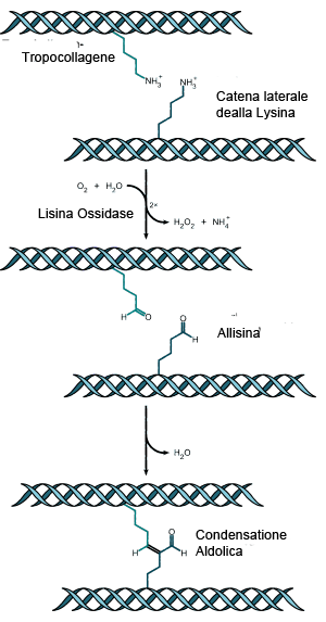 Collagen Vernetzung